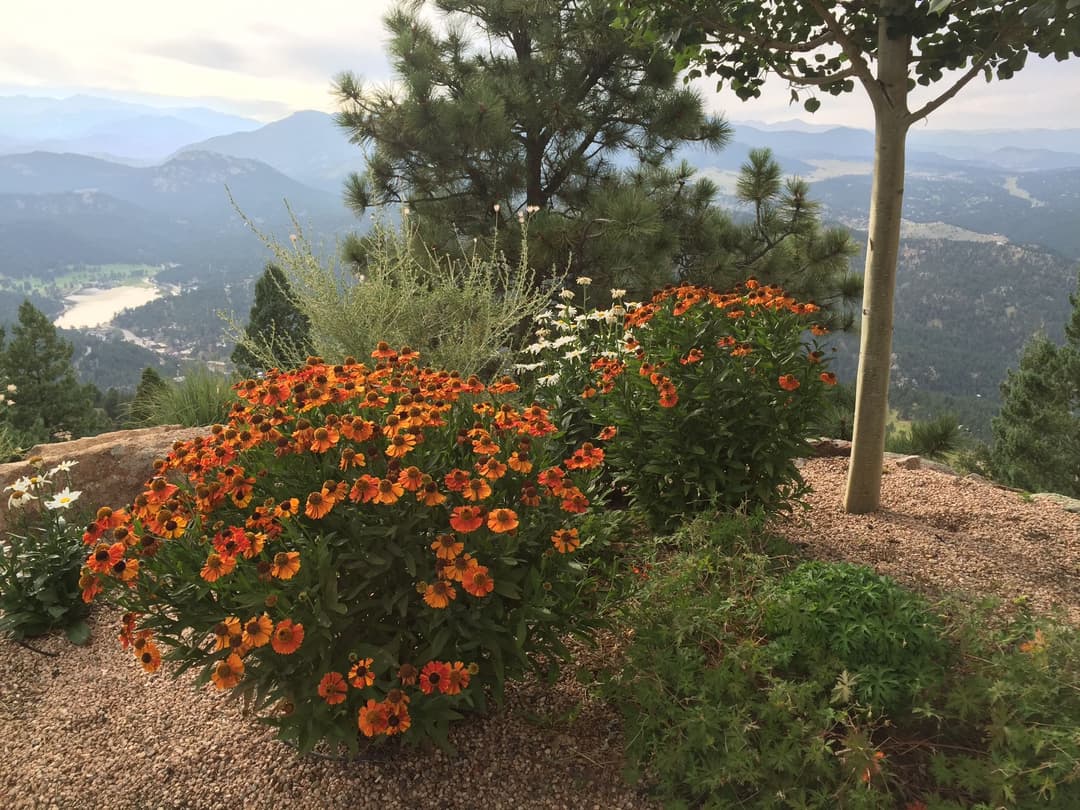 Vibrant orange and white flowers in a mountain landscape with trees and distant hills.