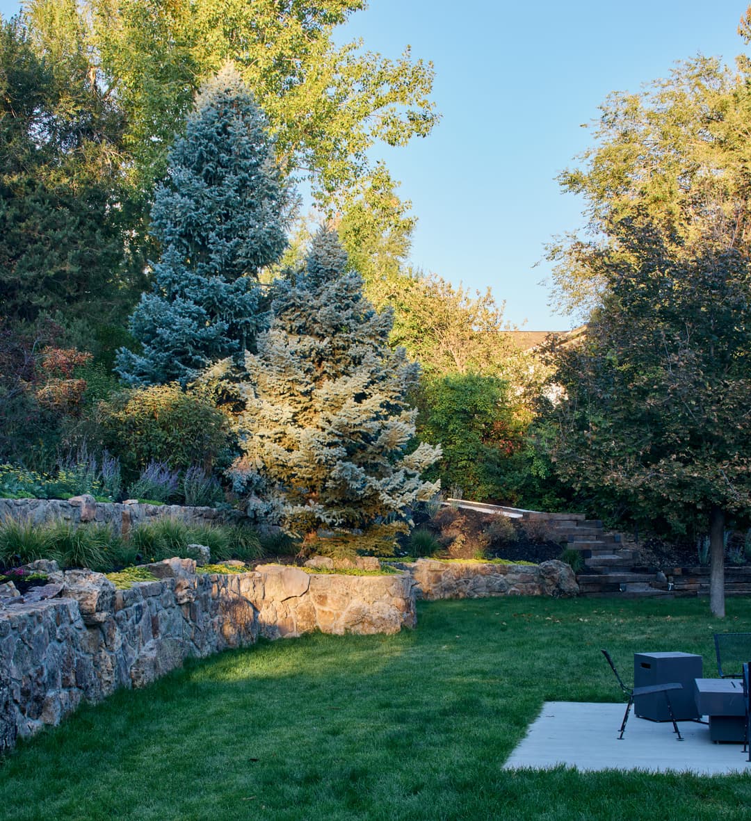 Lush backyard landscape with evergreen trees, stone wall, and green grass under clear blue sky.