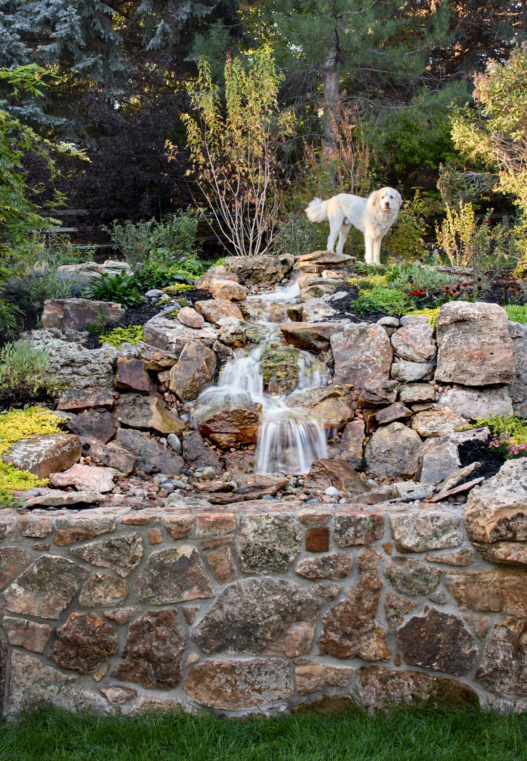 Golden retriever beside a serene stone waterfall in a lush garden setting.